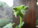 Cyclamen Lia Geranium (2012, Aug.09)