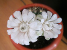 Gymnocalycium