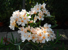 DSCN0170