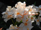 DSCN0173