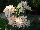 DSCN0174