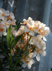 DSCN0192
