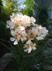 DSCN0193
