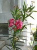 DSCN0196