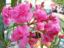 DSCN0198