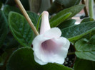 P1160914