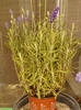 10 august 2012-flori 039