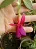 fuchsia rosu cu mov