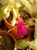 10 august 2012-flori 020