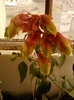 10 august 2012-flori 001