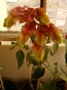 10 august 2012-flori 004