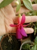 10 august 2012-flori 003