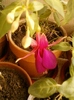 fuchsia rosu cu mov