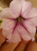10 august 2012-flori 023