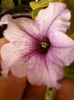 10 august 2012-flori 030