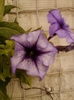 10 august 2012-flori 029