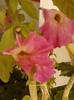 10 august 2012-flori 031