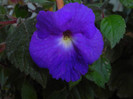 Achimenes 'Purple King'