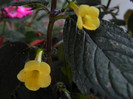 yellow beauty