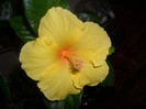 Hibiscus Kim