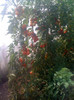 Picture 008