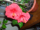 Hibiscus Helene
