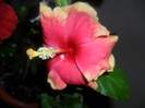 Hibiscus Junes Dragon