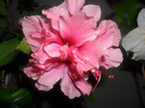 Hibiscus Zaragoza ( ? )