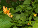 DSCN7779