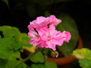 DSCN7783