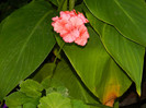 DSCN7784