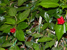 DSCN7795
