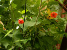 DSCN7901