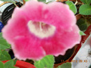 floricele