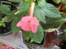 de la dianadia