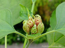 Clerodendrum philippinum