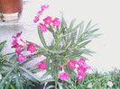 Picture 042
