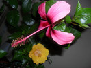 Hibiscus Fidjian Island