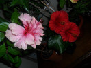 Hibiscus grup