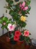 Hibiscus grup