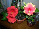 Hibiscus grup