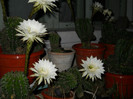 cactusi noaptea