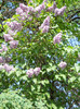 LILIAC MOV