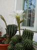 FLORI SI BOBOCI DE CACTUS