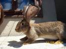 MASCUL 4 DIN MAI 2012