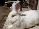 Picture 071