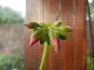 Cyclamen Lia Geranium (2012, Aug.11)