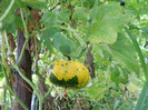 DSCN4135