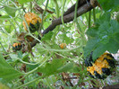 DSCN4138