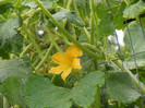 DSCN4142